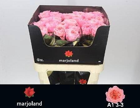 <h4>R Gr Mayfield!</h4>