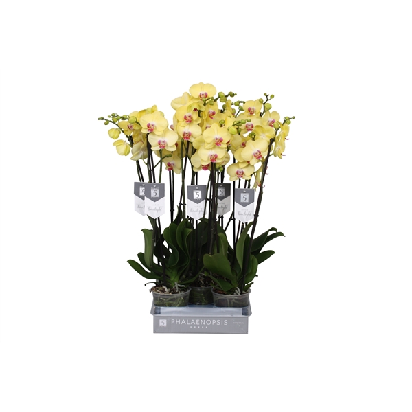 <h4>Phalaenopsis Limelight, 3-spike 18+</h4>