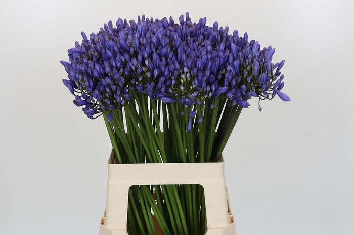 <h4>Agapanthus EYFORI Blue</h4>