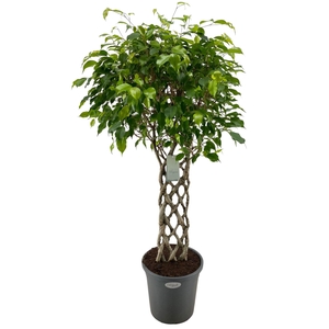 Ficus benja.   ...special shapes