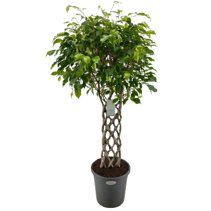 <h4>Ficus benja.   ...special shapes</h4>