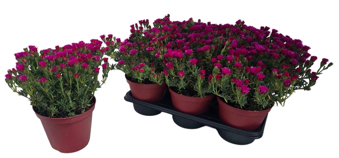 <h4>LAMPRANTHUS ROSEUS</h4>