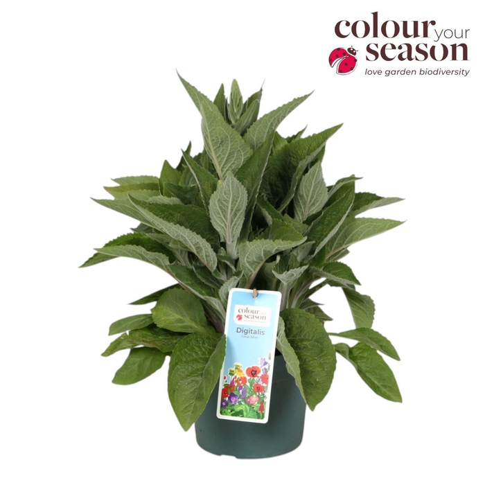 <h4>Digitalis Lucas</h4>
