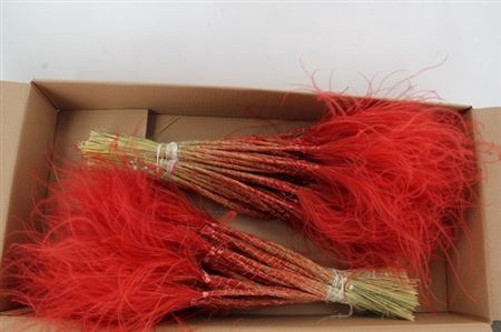 <h4>Stypha Red</h4>