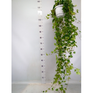 Hedera helix 'Pittsburgh'