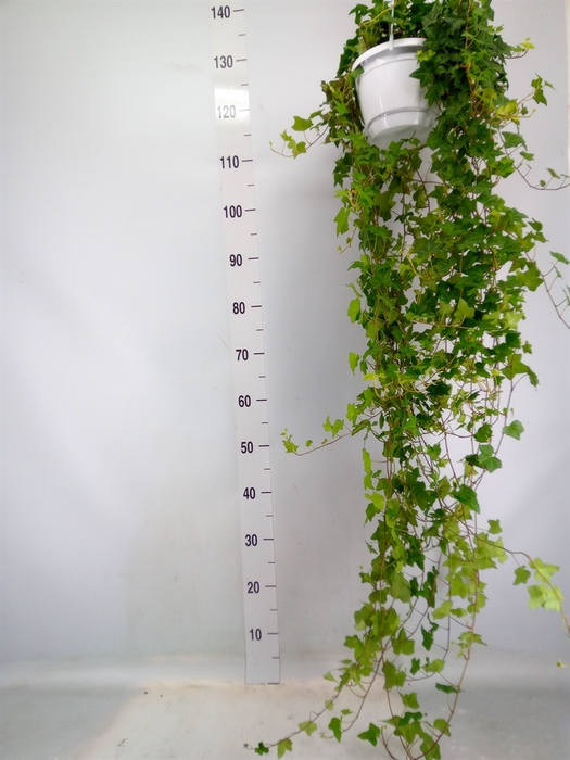 <h4>Hedera helix 'Pittsburgh'</h4>