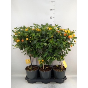 Lantana camara 'Simon Orange'