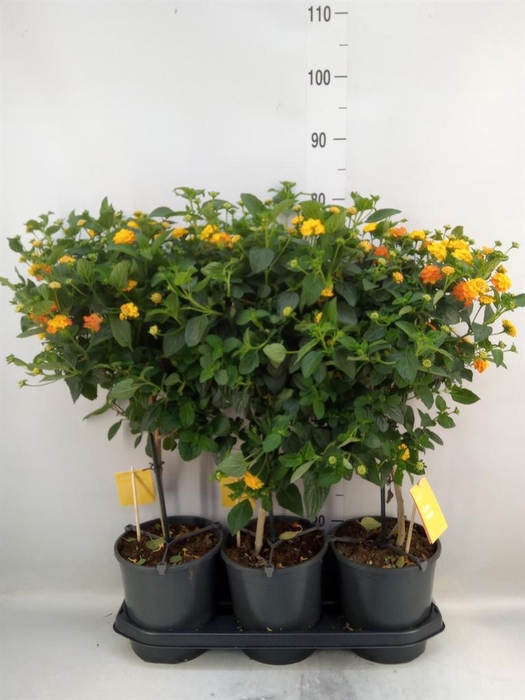 <h4>Lantana camara 'Simon Orange'</h4>