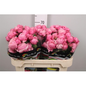 R Tr Silva Pink+