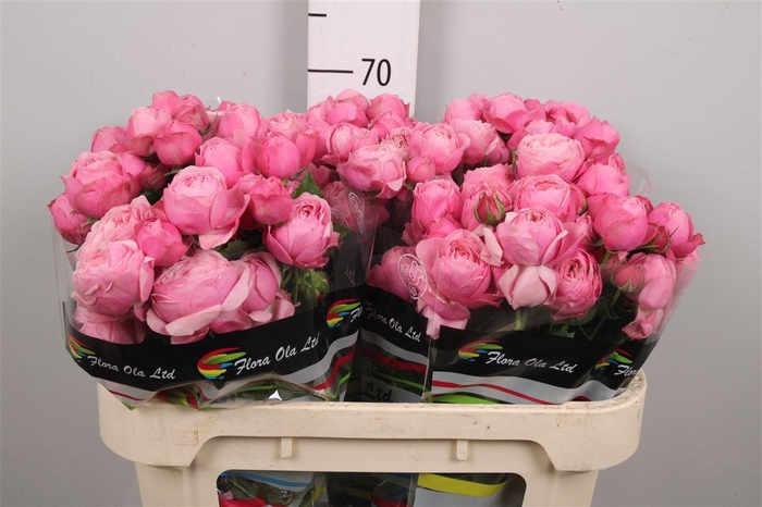 <h4>R Tr Silva Pink+</h4>