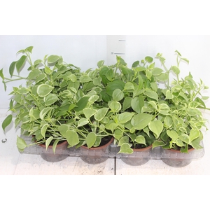 PEPEROMIA SCANDENS C13