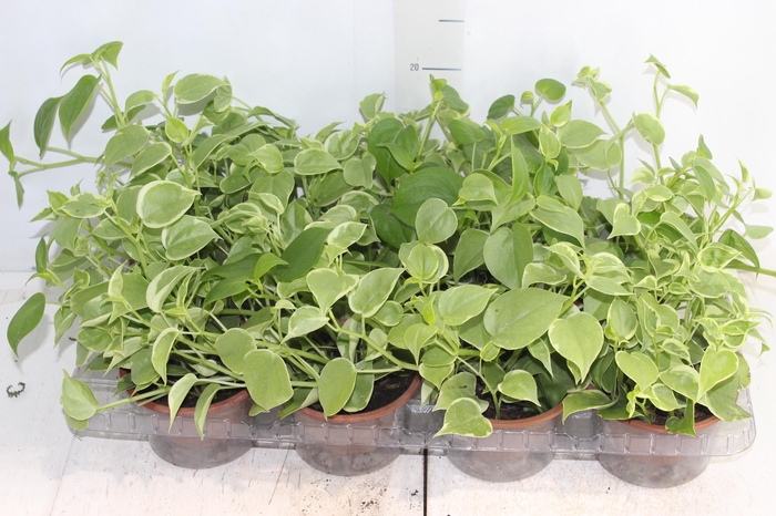 <h4>PEPEROMIA SCANDENS C13</h4>