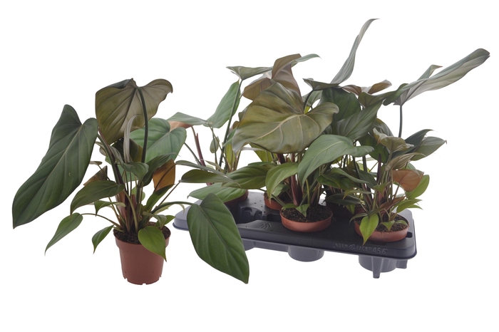 <h4>PHIL OVERIG</h4>