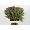 Protea Robijn