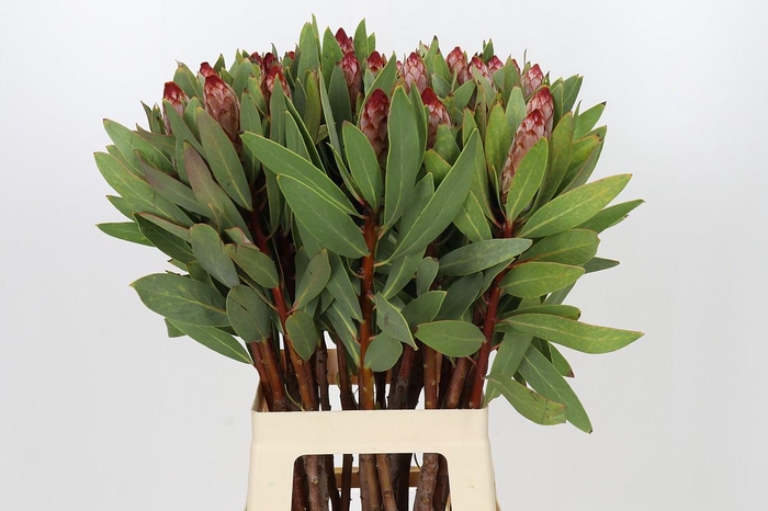 Protea Robijn