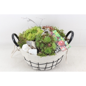 arr4 Semp MB - Jute/gaasmand 285/4