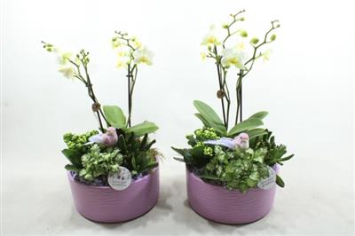 <h4>Ph04 Lila Stella Phal</h4>