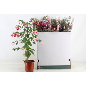 FUCHSIA OV
