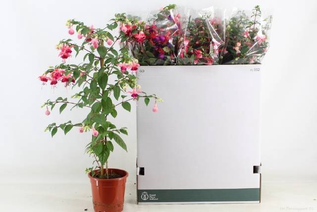 <h4>FUCHSIA OV</h4>