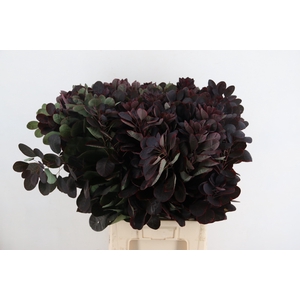 COTINUSBLAD ROYAL PURPLE 080CM