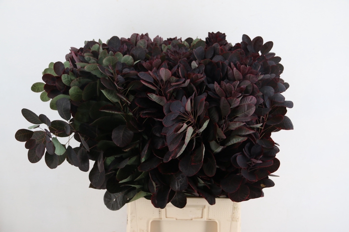 <h4>COTINUSBLAD ROYAL PURPLE 080CM</h4>