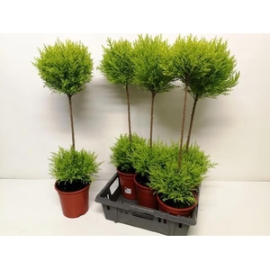 CUPR MA GOLDC VORMEN