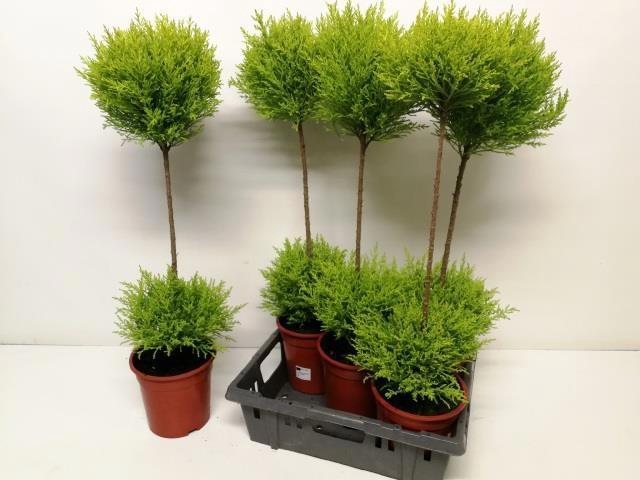 <h4>CUPR MA GOLDC VORMEN</h4>