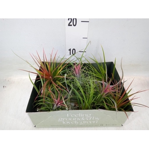 Tillandsia