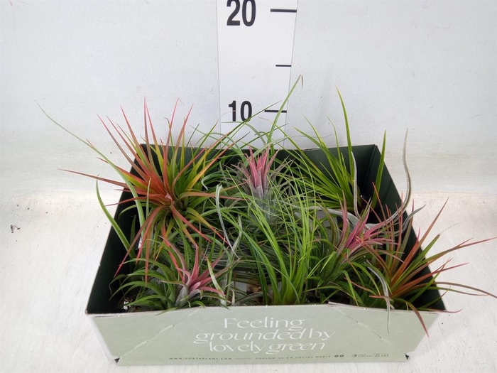 <h4>Tillandsia</h4>