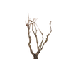 Syringa Branch Extra Chabrier