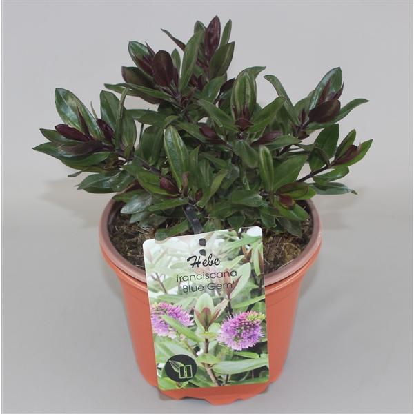 <h4>Hebe Franciscana Blue Gem C2</h4>