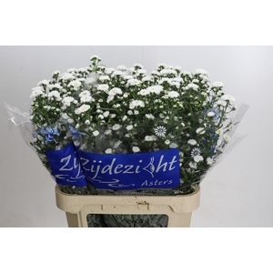 Aster Cassy