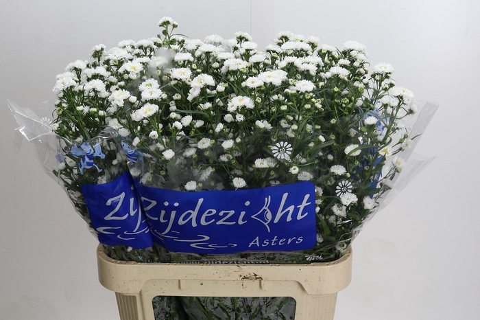 Aster Cassy