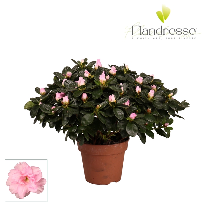 <h4>Azalea Flandresse® 'roze' 37 - 40 cm</h4>