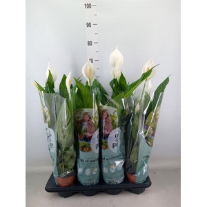 Spathiphyllum  'Sweet Chico'