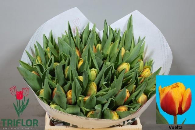 <h4>TU DU VUELTA</h4>