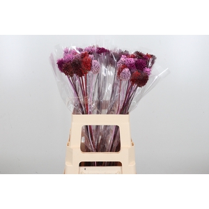 Allium Kl Bh Love Mix