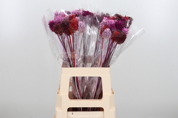 <h4>Allium Kl Bh Love Mix</h4>