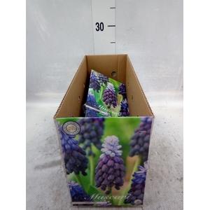 Muscari   ...flowerbulbs