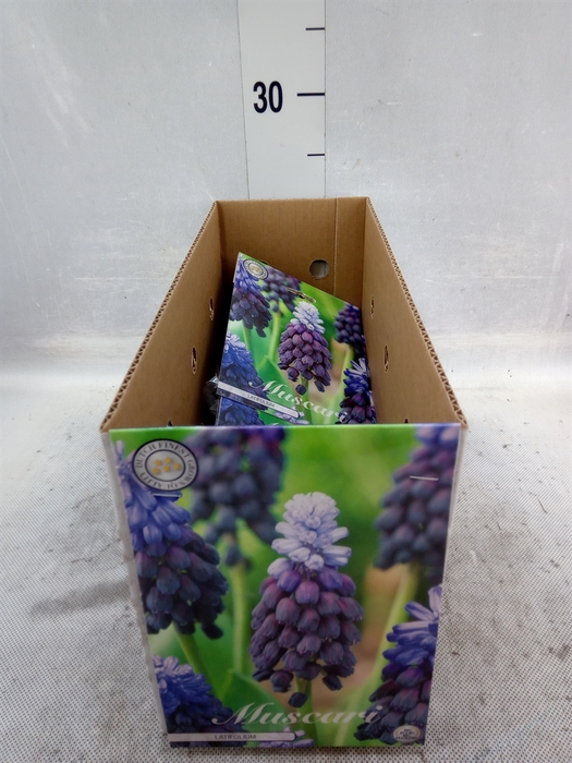 <h4>Muscari   ...flowerbulbs</h4>