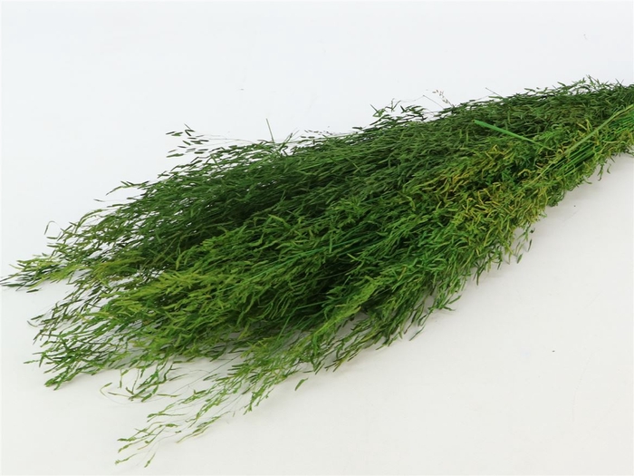 Bunch Munni Grass Slv 100g L60