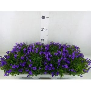 Campanula porten.