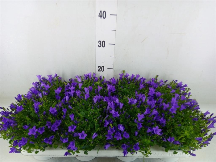 <h4>Campanula porten.</h4>