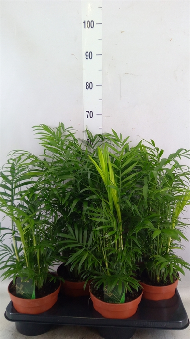 <h4>Chamaedorea elegans</h4>