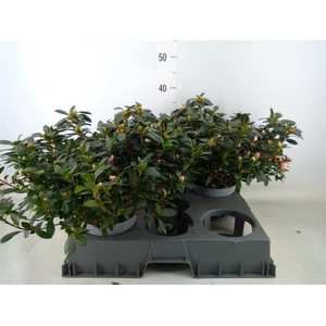 Rhododendron sim.   ...