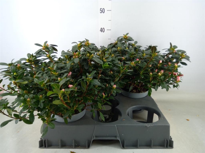 <h4>Rhododendron sim.   ...</h4>