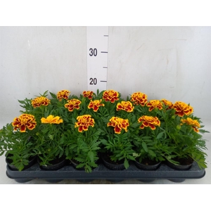 Sempervivum  'ChickCh'   ...mix