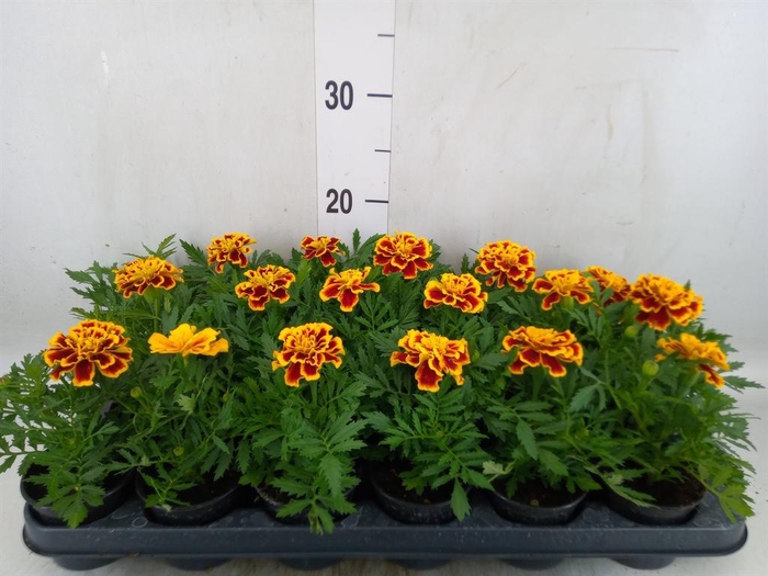 <h4>Sempervivum  'ChickCh'   ...mix</h4>