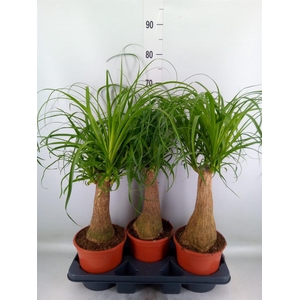 Beaucarnea recurvata