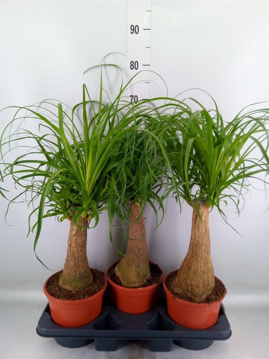 <h4>Beaucarnea recurvata</h4>